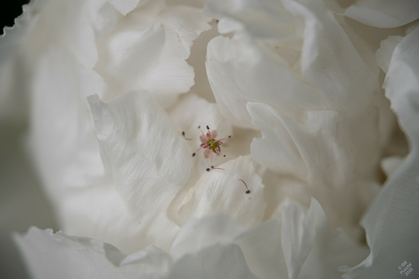 Paeonia x suffriticosa, a white cultivar, with a cloud of white, finely textured petals, not fully open yet. A single flower fallen from the Japanese maple shading it.