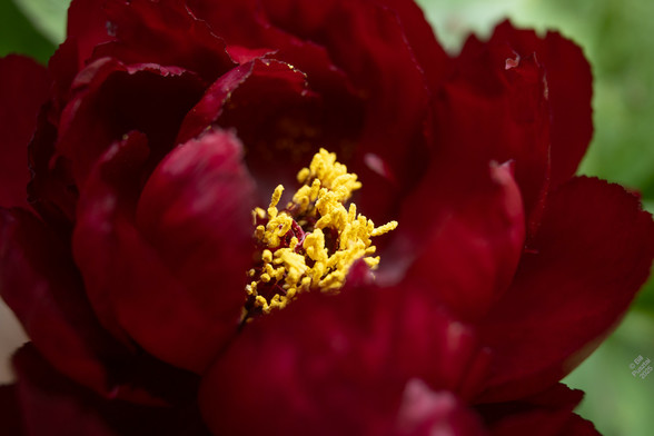 Paeonia suffruticosa 'Hatsu Garasu' tree peony. In the BG a few blurry leaves. The flower is medium sized, deep crimson almost maroon, double, and fully open showing a pouf of golden stamens.