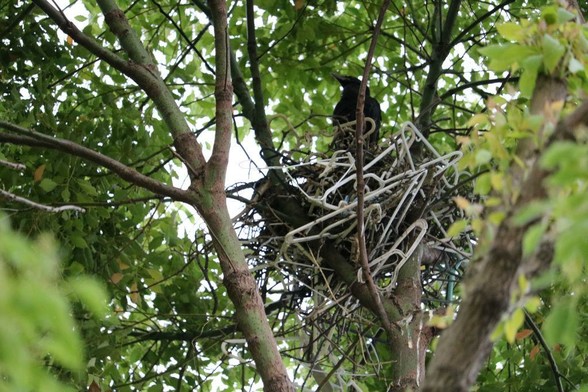 The crow nest. One baby is standing straight on top of the nest.