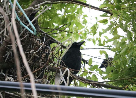 The nest from a different angle and with four babies clearly visible!!!