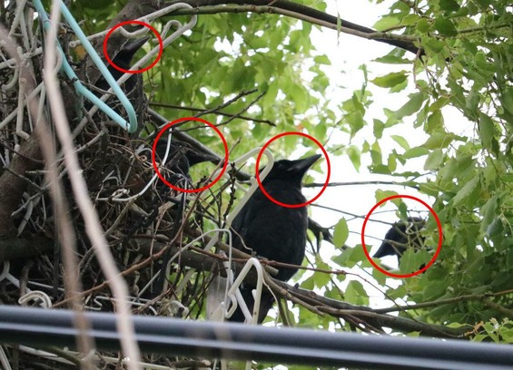 The same picture as the other one but with a circle around each of the four baby heads.