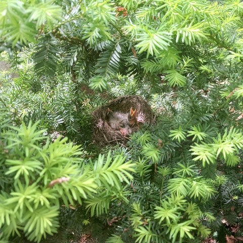 Photo of a robin's nest made of dried brown grass and twigs, nestled in the green needle-like foliage of a yew, with 3 baby birds with fuzzy black and white feathers. One bird's yellow beak is open and facing up, as if ready to be fed.