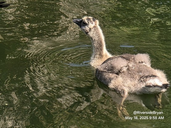 Big ol' clumsy gosling looking kinda mangy, swims in water near adult parents.