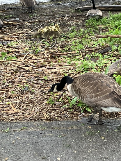 A sentry goose with head down to show warning on approach to protect the babies