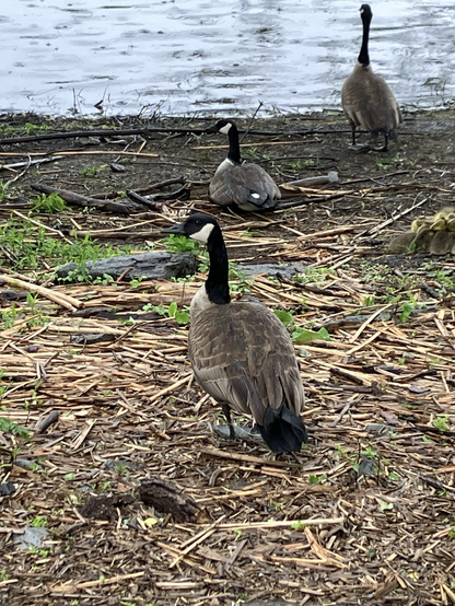 The sentry goose standing between the photographers and the goose family, fishing line entangled around its legs