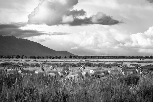 A herd of twelve pronghorn standing in a field of sagebrush, under dramatic cloudy skies.