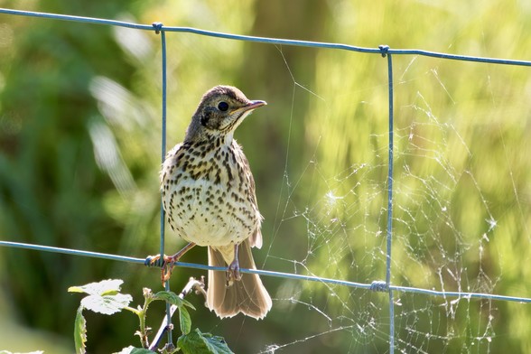 Song Thrush on a fence with spider web