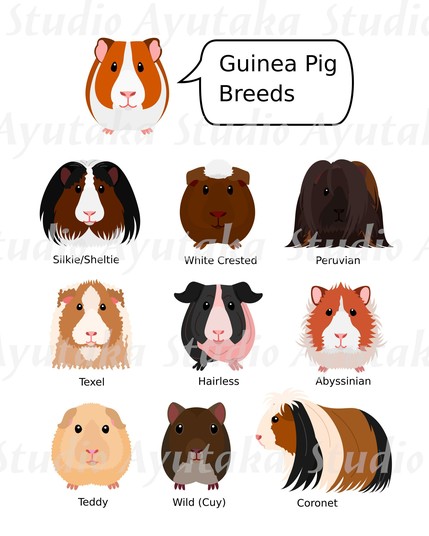 a digital poster design of Guinea pig types.
