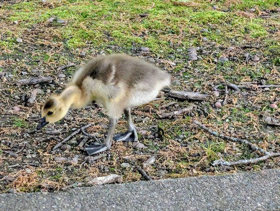 Lone fuzzy gosling, about six inches tall at the shoulder, head inclined toward the ground looking for food to peck at.