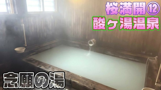 桜満開12　最強の温泉を混浴で浸る【4月25日】青森