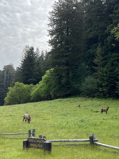 Green grasses, local wildlife, redwood forest, all in this morning’s view from Elk Prairie in Prairie Creek Redwoods State Park. The sign in the foreground reads “George A. Lancaster Memorial Grove.” The animals appear small because this photo was taken from quite a distance away. As this photo was being taken, a park visitor arriving on the scene and approaching more closely has aroused the attention of the herd. Calving season is generally late May through June and breeding season is late August through October. Caution and respect is advised no matter how pastoral a scene may appear.