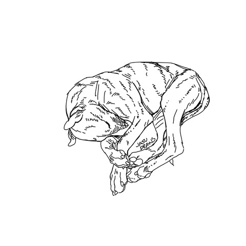 A black and white digital pen drawing of a whippet curled up.