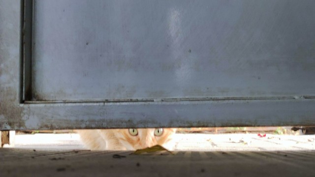 A gap below an iron gate. An orange cat on the other side is staring at us. Therems a dry leaf in fronnt of his nose