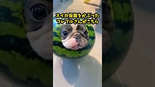 フレンチブルドッグさんの動画見て笑ったら寝ろwww　#フレンチブルドッグ #笑える #犬のいる生活