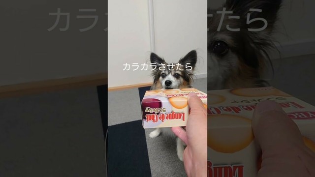犬用ポテチを箱に入れてみたら #犬のおやつ #犬のいる生活 #パピヨン