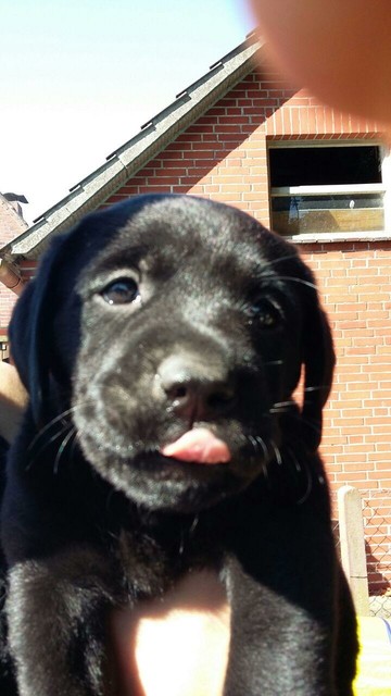 Labrador Welpe