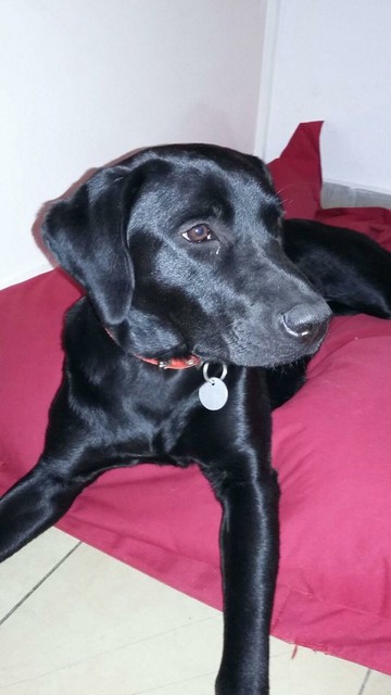 Labrador erwachsener Hund