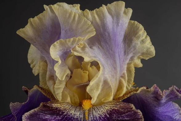 Closeup. A large flowered ruffled iris, flags and style arms pale bronzy gold with a flash of violet in the middle, falls a white base heavily overlaid with purple spotting and venation, with a smudge of gold at the base. Beard white with saffron orange tips.