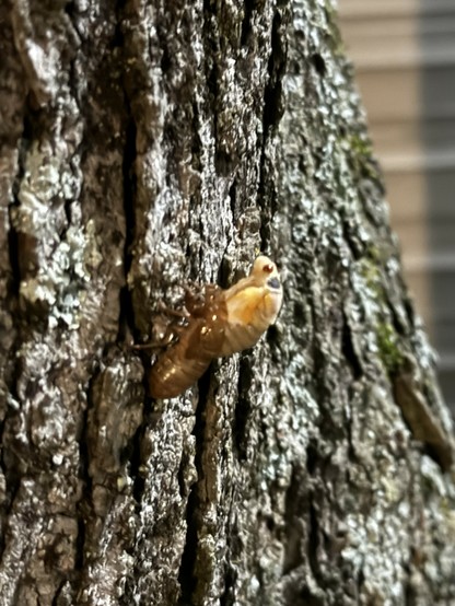 A creamy white cicada with red eyes at night, lit by street lamps, on a tree molting, emerging from cicada shell.  Tree bark details visible.