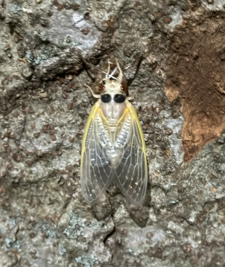 A freshly molted creamy white cicada, wings fully extended, with two black spot markings and red eyes, on tree bark.