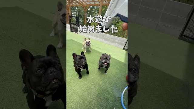 今年初の水遊び‼️#shorts#shortsvideo #frenchbulldog#frebull#フレブル6兄弟 #フレンチブルドッグ #フレブル多頭飼い#水遊び