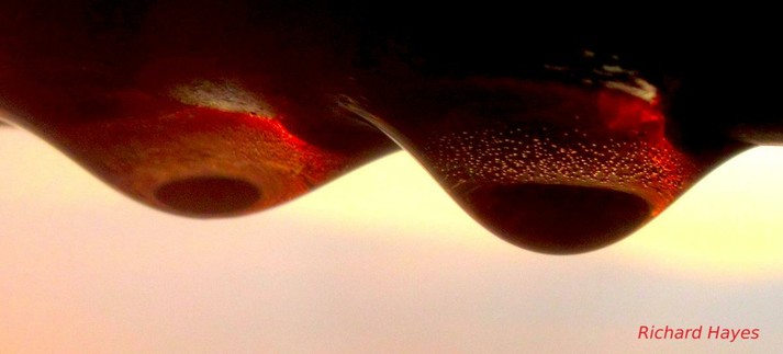 Two drops of water. The right drop is slightly in front of the other.
The bottom curve of the drop is dark showing the sky.
The rest of the drop is pale to dark red. The right hand drop is stippled in the light area.
The brightness of the sun is on the right of each drop.