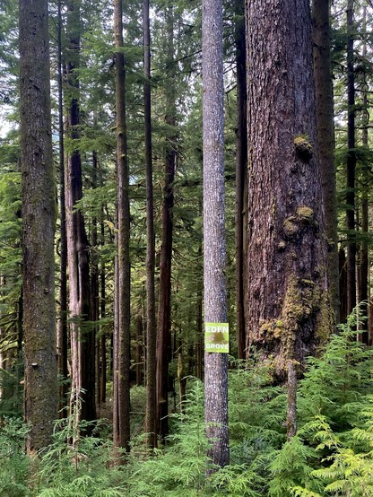 Photo a yellow sign denoting ‘Eden Grove’  of old growth trees on Vancouver Island in Pacheedaht Territory