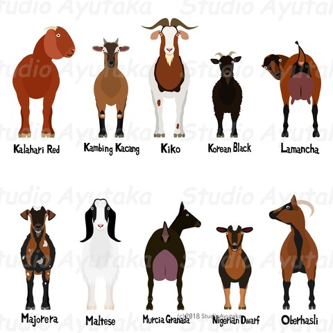 clipart bundle of K~O breeds of goats.