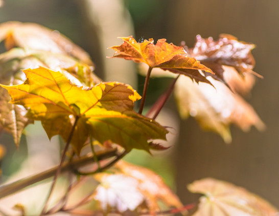 The image is a close-up view of a leafy tree branch with several leaves, showcasing the beautiful autumn colors. The leaves are bright orange and yellow, creating an eye-catching scene. There's also a small green leaf among the other leaves, adding diversity to the color palette. The image is captured in two different angles, providing various perspectives of the tree branch with its vibrant foliage.