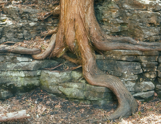 The image depicts a large tree with a thick, gnarled trunk that appears to be growing out of the side of a rock wall. The tree has several branches extending from its main trunk, creating an interesting visual effect. The scene is set in a natural environment, possibly near a forest or wooded area. The image captures the essence of nature's resilience and adaptability as it grows around obstacles like rocks and stone walls.