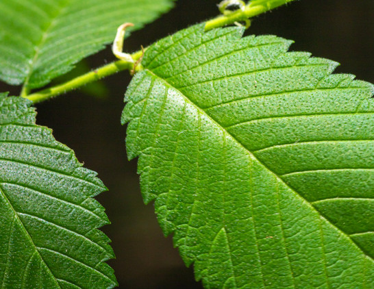 The image displays a close up view of green leaves on a tree branch, with the focus being on one leaf. The leaf is large and occupies most of the frame, showcasing its vibrant green color. The surrounding environment consists of other leaves, creating an overall sense of nature and growth. The close-up perspective highlights the intricate details of the leaf's texture and structure, making it a visually appealing image.