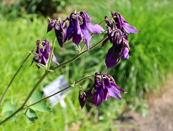 Drooping purple blooms shaped like jester's hats with several attached to the end of mutual slender green stems. The background is blurred grass and plants nearby and an identification label near the ground.