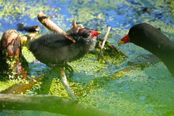 Le poussin décrit dans la photo précédente est perché sur une petite racine dépassant de l’eau. Il se penche vers sa mère, petits bouts d’ailes dressés en signe d’excitation, tandis qu’elle avance la tête vers lui pour le nourrir. En dessous d’eux, le rivage de l’étang couvert de lentilles d’eau d’un beau vert clair.