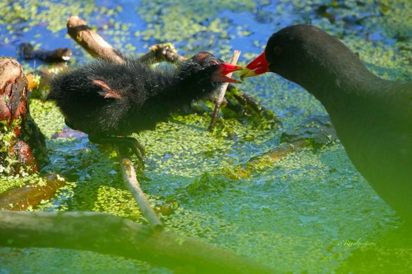 Même scène que la photo précédente, la mère s’est rapprochée et dépose la nourriture (probablement une algue) dans le bec ouvert du poussin.