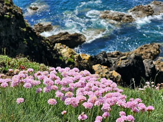 A close-up shot of a cluster of small, light pink flowers, possibly sea pinks, growing on a grassy cliffside. In the background, out of focus, is the blue-green ocean with white waves crashing against dark rocks. The sun illuminates the flowers and the water, creating a vibrant scene.