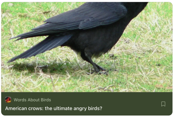 a crow looking angry.
