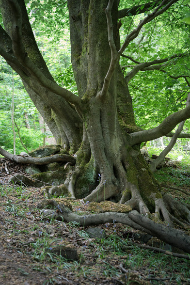 I over-use the word 'sinuous' to describe the trunks and roots of beech trees, but that's precisely what they are - with this example growing out the side of a wooded hill. Mostly smooth bark, with rougher and mossy patches - in the foreground, a few remaining bluebell flowers and the background, bright green spring foliage.