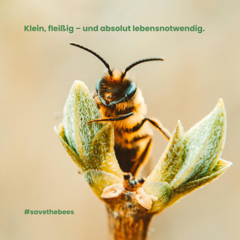 Nahaufnahme einer Biene auf einer frischen Knospe. Die Biene sitzt mittig im Bild, mit klar sichtbaren Fühlern und Augen. Der Hintergrund ist weich und unscharf – die Szene wirkt ruhig und natürlich.