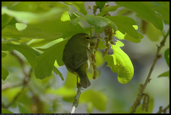 An Orange-crowned Warbler (Leiothlypis celata) was looking for bugs to eat among oak tree catkins in Norman, Oklahoma, United States on April 22, 2025. The bird was difficult to photograph because of rapid movement behind foliage between sunlight and shadow, but I do not see one of these every day and so I kept an imperfect photo.