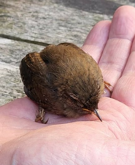 A small brown baby bird recovering on my hand after the cat caught it. It eventually flew off and it seemed unharmed.