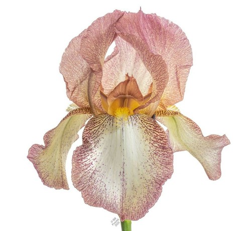 Full flower. Older style iris with longer form and less ruffling, one of the Benton irises recently rescued from extinction. A plicata, flags translucent dotted, lined, and washed with a deep magenta. Falls creamy yellow with a border of dots and lines of the magenta. The throat and beard are luminous golden yellow.