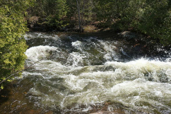 Ein Wildwasser Fluss mit schäumenden Wellen und Wirbeln. Zedern säumen das Ufer.