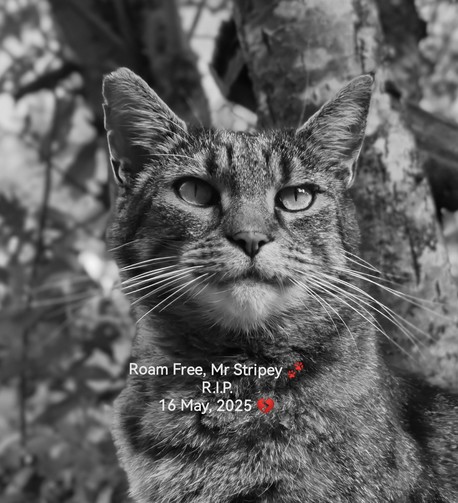 RIP, Mr Stripey. Magnificent Tabby Dude