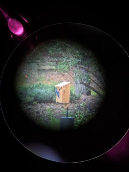 Bluebird hanging off the opening on the front of a bluebird box. Circular format, ring around the picture, and lens flair from taking the shot with a camera phone through a pair of binoculars.