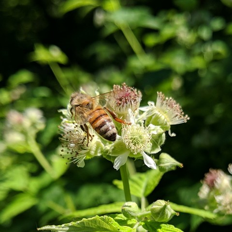 A honey bee on black raspberry flowers. The bee is golden colored with blonde  hair and a black tipped abdomen.