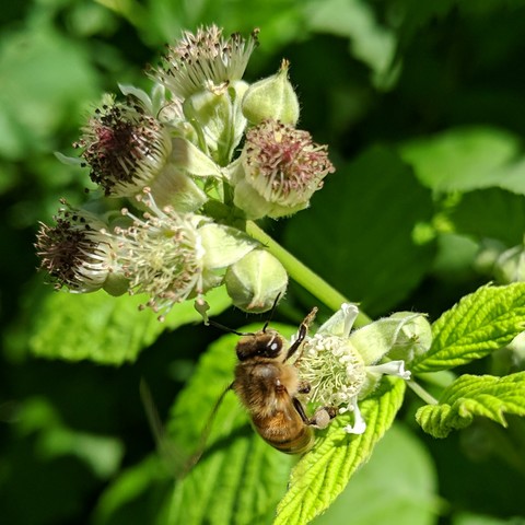 A bee on black cap flowers. It is facing upwards back to the camera.
