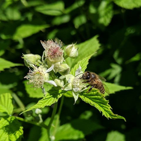 A darker colored honey bee with blonde hair on a black cap raspberry flower. The flowers are just fuzzy green and/or tan sorta things.