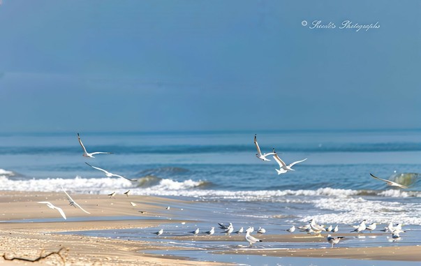 "Imagine standing on a peaceful beach, where the soft, light-colored sand stretches before you, touched by the gentle embrace of small rolling waves. The sky is brilliantly clear, casting an open, welcoming expanse above. Along the shore, seagulls gather—a mixture of restless motion and quiet observation. Some glide gracefully overhead, their wings slicing through the air as they ride the ocean breeze. Others remain on the sand, their slender legs carrying them in short bursts of movement as they search for morsels. The scene is filled with the sound of the waves mingling with the birds’ calls, creating a soothing coastal harmony. The untouched beauty of nature unfolds effortlessly, inviting reflection and calm." - Copilot