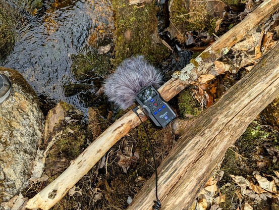 My Zoom H4E recorder doing a precarious balancing act on a wooden branch above the stream.