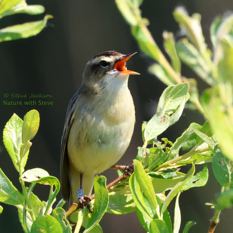 Photo of a Sedge Warbler (Acrocephalus schoenobaenus), another songbird living up to his name as he is perched (in a leafy shrub), with beak open showing its orange interior, as he pours forth his greatest hits. The bird's upperparts are brown with some blackish streaks, his underparts whitish with hints of yellowish brown, and his legs pinkish brown. The throat is white, and a thick white line runs from the base of the beak, over the top of the eye, to the back of the head.
